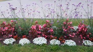 Бегония вечноцветущая   БИГ