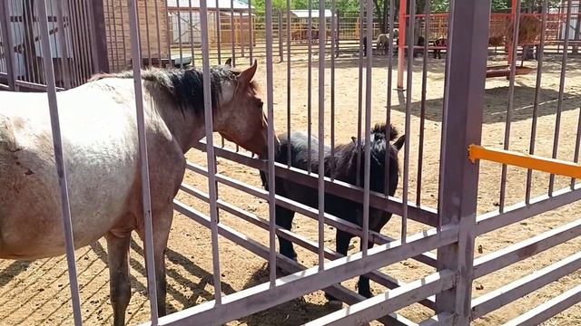 Зоопарк 3 смотреть онлайн