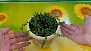 Новичок?Обзор?Крестовники?Роули Вариегатный?Геррейна?Пересадка?Укоренение?Размножение?Состав грунта