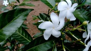 Tabernaemontana divaricata, Moon beam, Coffee rose flower plant