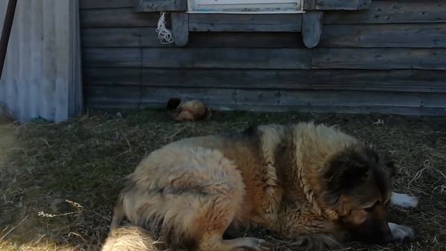 О взаимоотношении кошек и собак . На примере моих питомцев. смотреть онлайн