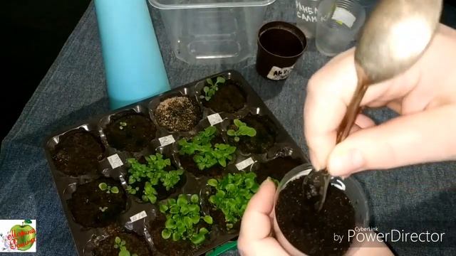 Бакопа из семян. Пикировка всходов.