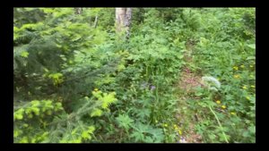 Летние покатушки на Скаут Сафари 3 Bigfoot, плавится кожух цепи и сцепления
