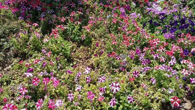 Petunia blooming even in  40   Gyarah murti  Delhi  Greens and glows
