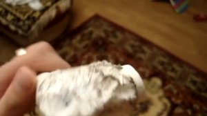 СЕНСАЦИЯ , мыши или крысы прогрызли полипропилен