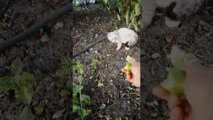 кошка маленькая .ест огурцы с грядки. что делать?