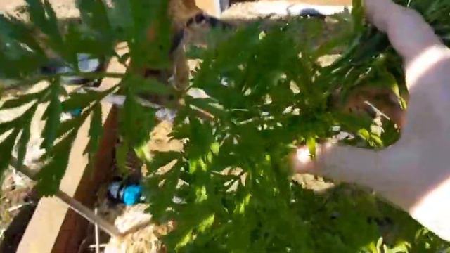 In the Garden 5 | Potato Problems: They're outgrowing my mulch | Planting Mystery Beans