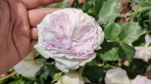 Роза Голубой Лунный Камень. Японские розы в Подмосковье