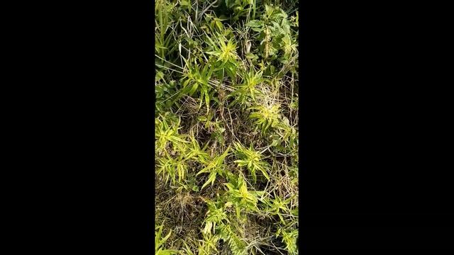 РЕАЛЬНЫЙ ЭКСПЕРИМЕНТ! Работа гербицидов на поле! смотреть онлайн