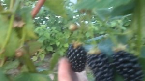 НАТЧЕЗ.  Один из самых крупноплодных сортов бесшипной ежевики.