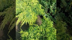 Можжевельник Чешуйчатый Голд Стар в питомнике ФАВН