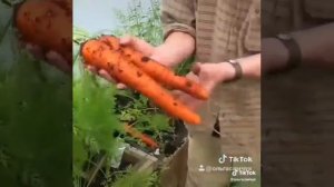 Как выростить большую морковь))