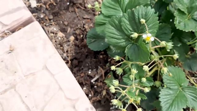 До 2 кг клубники с куста. Срочно подкормите. Увеличиваю урожай клубники простой подкормкой. смотреть онлайн