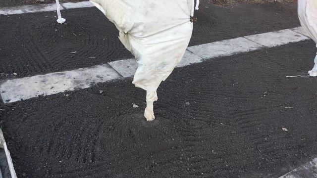 Укрыли Персики в Воронеже на Зиму 22.11.2019. 4K смотреть онлайн