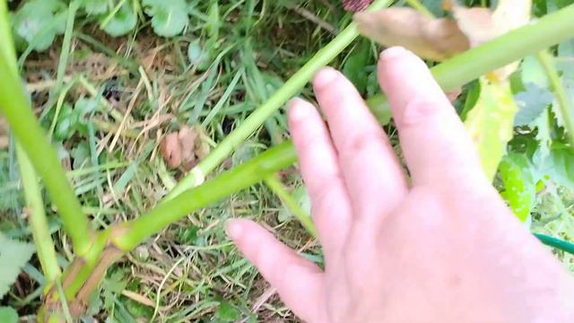 ежевика Вон,9 сентября 2023.А мужики пусть тихо плачут в сторонке!!! смотреть онлайн