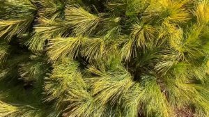 Pinus strobus ' Louie ' Golden White Pine  March 12, 2020