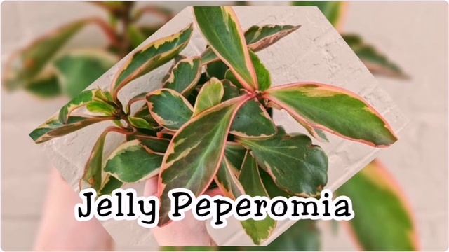 20 AMAZING PEPEROMIA VARIETIES смотреть онлайн
