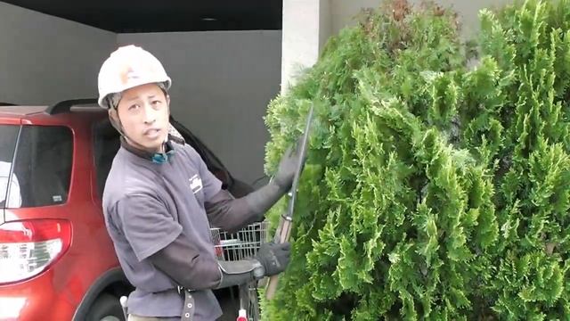 Стрижка Кипарисовика