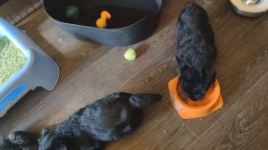 Щенкам Скотч терьера 1,5 мес - ч.4 (на следующее утро)