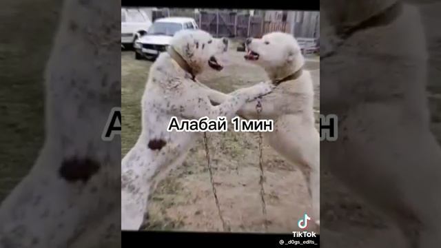 самые опасные породы собак в мире.