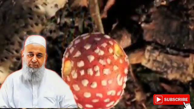 Хочи Мирзо - Саволу Чавоб (Зану Шавхар)🌹хукуки Шавхар Сабти нав 2021 смотреть онлайн