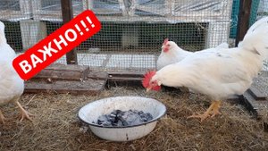 Древесный уголь для кур// Как заставить кур нестись каждый день