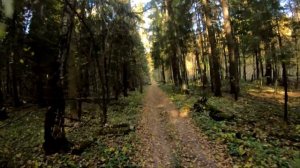 На велосипеде по лесу