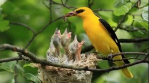 #10 Самых красивых птиц в МИРЕ!!!?