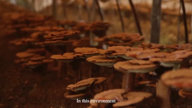 Ganoderma lucidum secret exploration смотреть онлайн