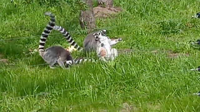 Лемуры кошачьи смотреть онлайн