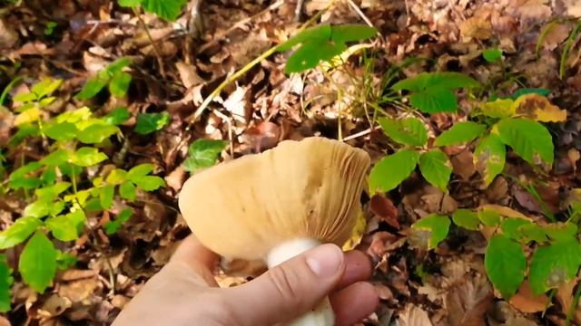 Интернациональная дружба| Выходные в Швейцарии | 70 мостов и много воды и грибов смотреть онлайн