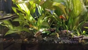 Кормление рыб гуппи, и сомов анциструсов пока цихлида и синодонтис сидят в засаде. Жизнь в аквариум