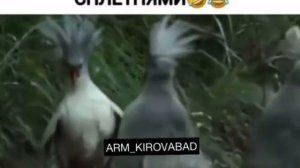 Бегу к подруге с последними сплетнями