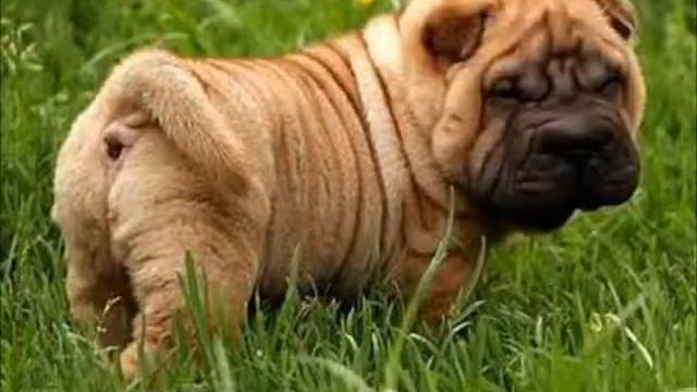 Экзотический Шарпей смотреть онлайн