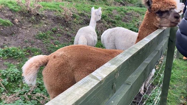 Gorgie city farm in Edinburgh / Маша учит / I live in Scotland #4