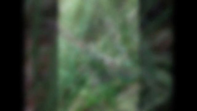 АМОРФА (AMORPHA) сем. Бобовые (Fabaceae) смотреть онлайн