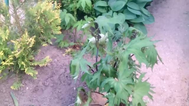 Многолетник-бузульник Пржевальского.Неприхотливый,красивый