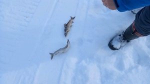 Рыбалка на Хариуса, выезд на лесную речку на буране, день первый!