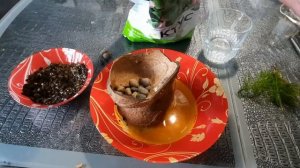 Горшок из кокоса. Аквариумные растения.