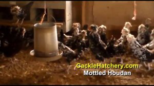 Mottled Houdan Chicken Breed  (Breeder Flock) | Cackle Hatchery