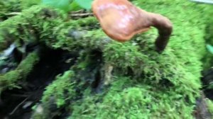 Harvesting Ganoderma tsugae