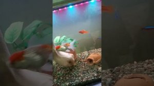 Как избавиться в аквариуме от улиток