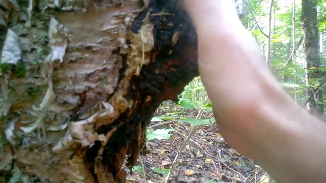 How To Harvest Chaga Without Tools