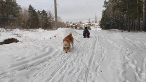 Алабай 💪🏻 катает нас на снегокате🦮Самые лучшие покатушки. Это КРУТО 😍👍