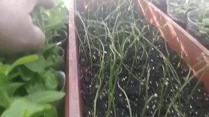 Обзор растений на стеллажах в квартире