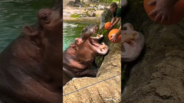 ЭТО НЕВЕРОЯТНО! Бесподобный Семейный Отдых в Самом Большом Зоопарке Канады!🐻