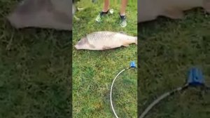 Астраханская область, Белый Ильмень. Сазан 12кг.