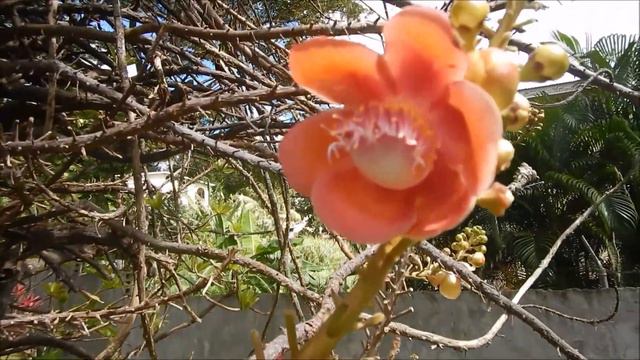 Couroupita guianensis Aubl., 1755 смотреть онлайн