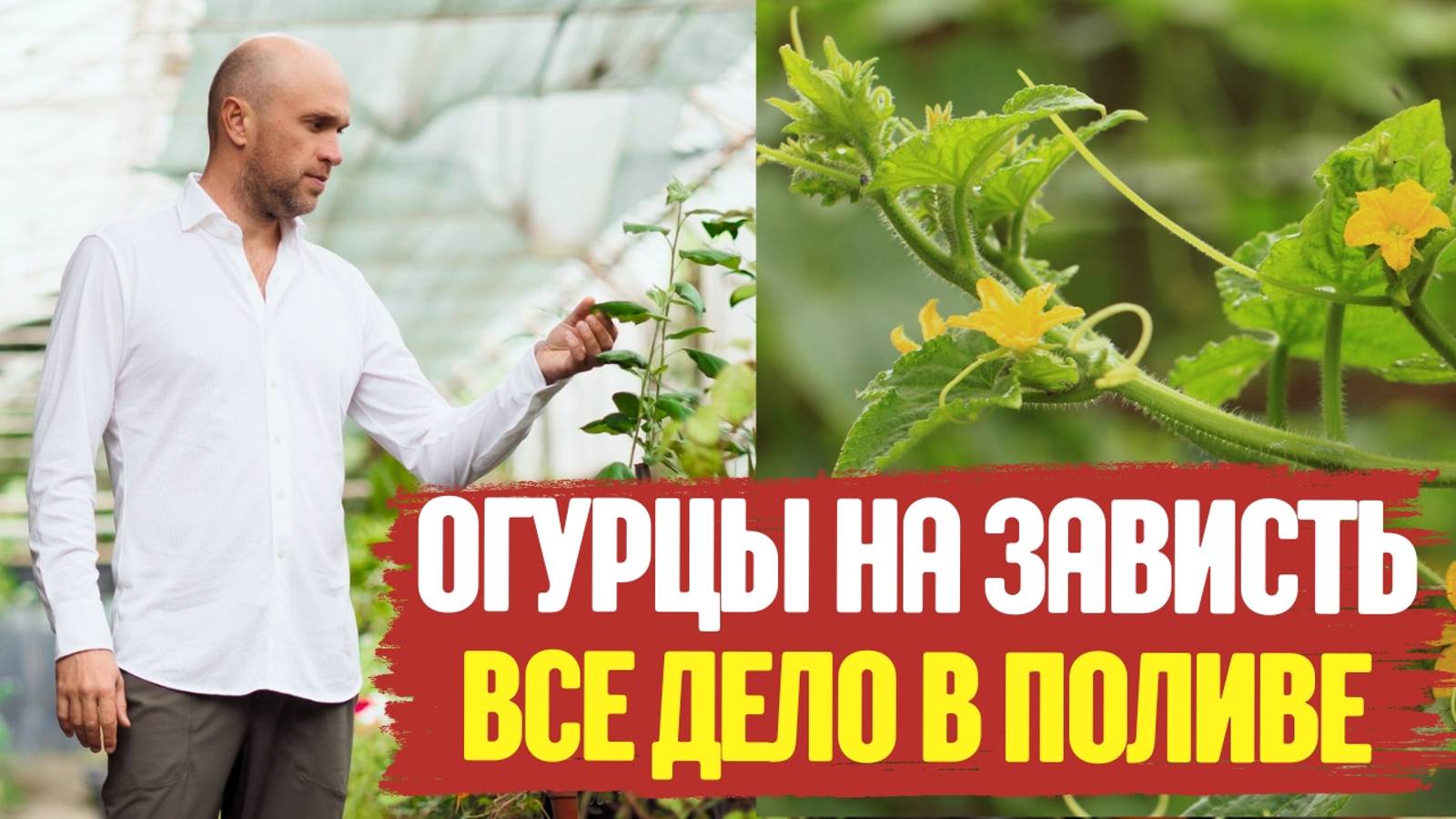 ОГУРЦЫ на зависть. Все дело в правильном ПОЛИВЕ.