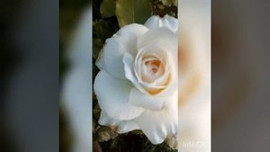 Роза Чайковский